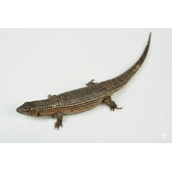 Lézard plaqué du Soudan achat reptile en ligne