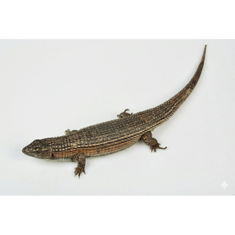 Lézard plaqué du Soudan achat reptile en ligne