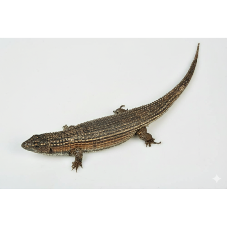 Lézard plaqué du Soudan achat reptile en ligne