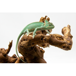 Caméléon Casqué du Yémen jeune spécimen à observer