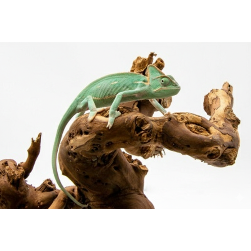 Caméléon Casqué du Yémen jeune spécimen à observer