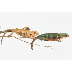 Achat couple caméléon panthère Ambilobe Red Bar