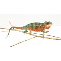 Vente en ligne femelle caméléon panthère Ambilobe Red Bar