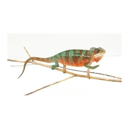 Vente en ligne femelle caméléon panthère Ambilobe Red Bar