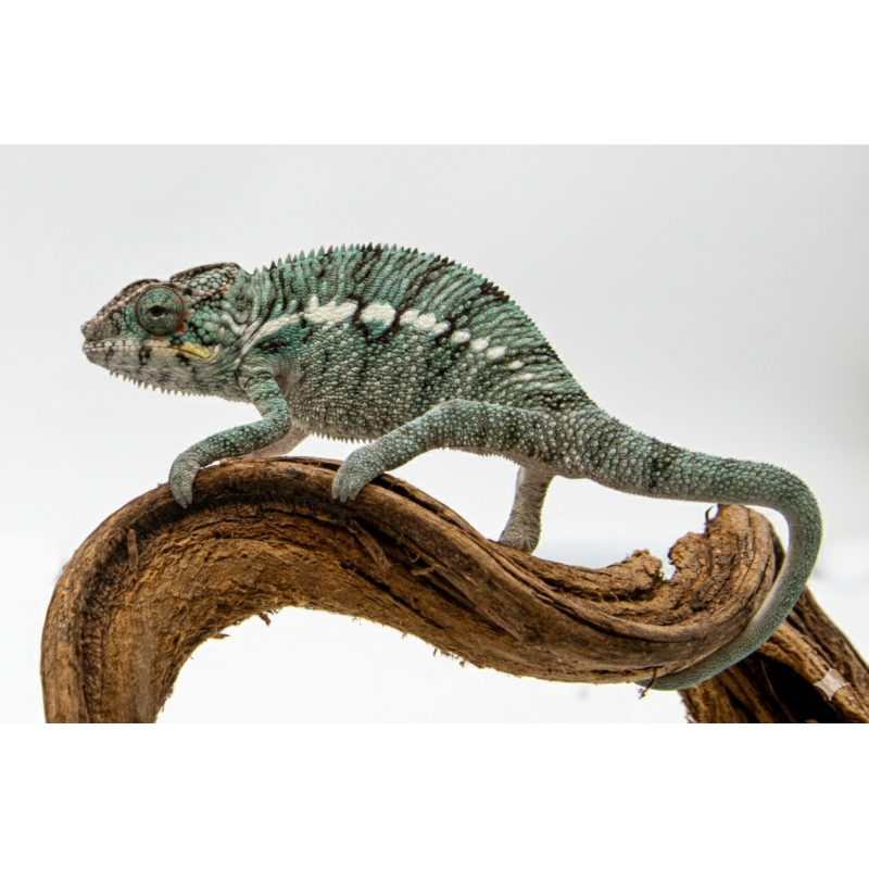 Achat en ligne couple caméléon panthère Nosy Be