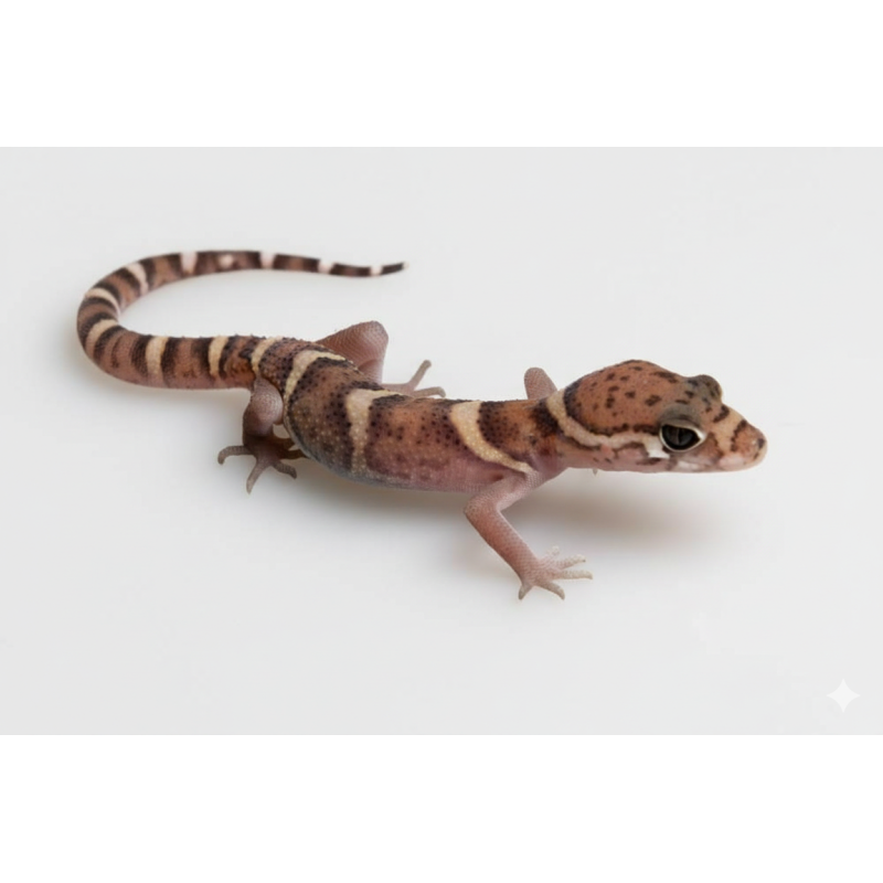 Commande gecko Coleonyx mitratus NC achat en ligne