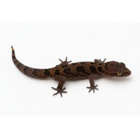Achat en ligne gecko Cyrtodactylus nebulosus indien