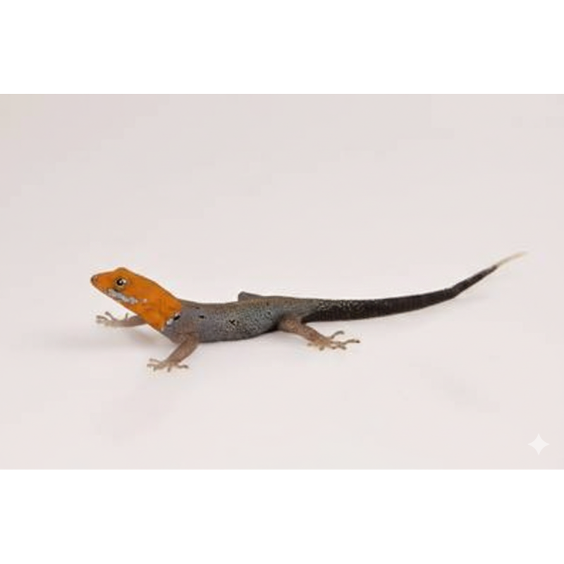 Vente Gecko à tête jaune Gonatodes albogularis fuscus