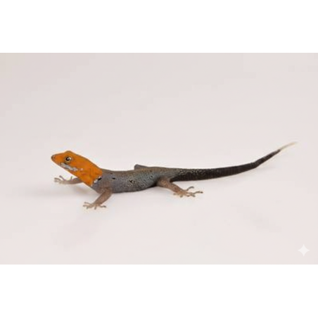 Vente Gecko à tête jaune Gonatodes albogularis fuscus