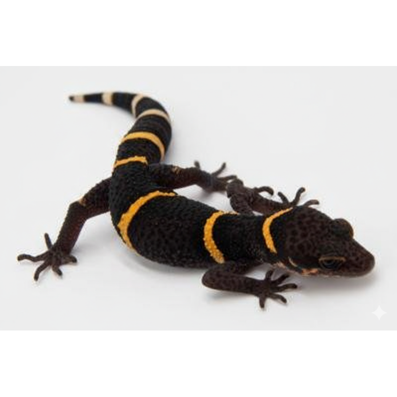 Achat Goniurosaurus hainanensis pas cher en ligne