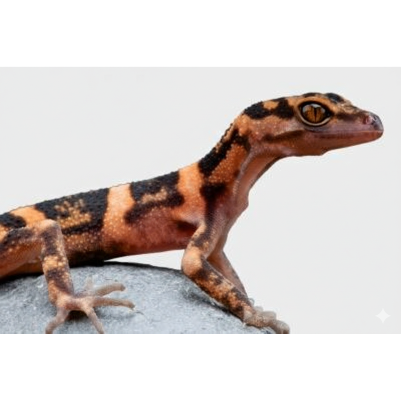 Commande Gécko des cavernes japonais en ligne