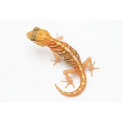 Commande gecko panthere amelanistic clair vente en ligne