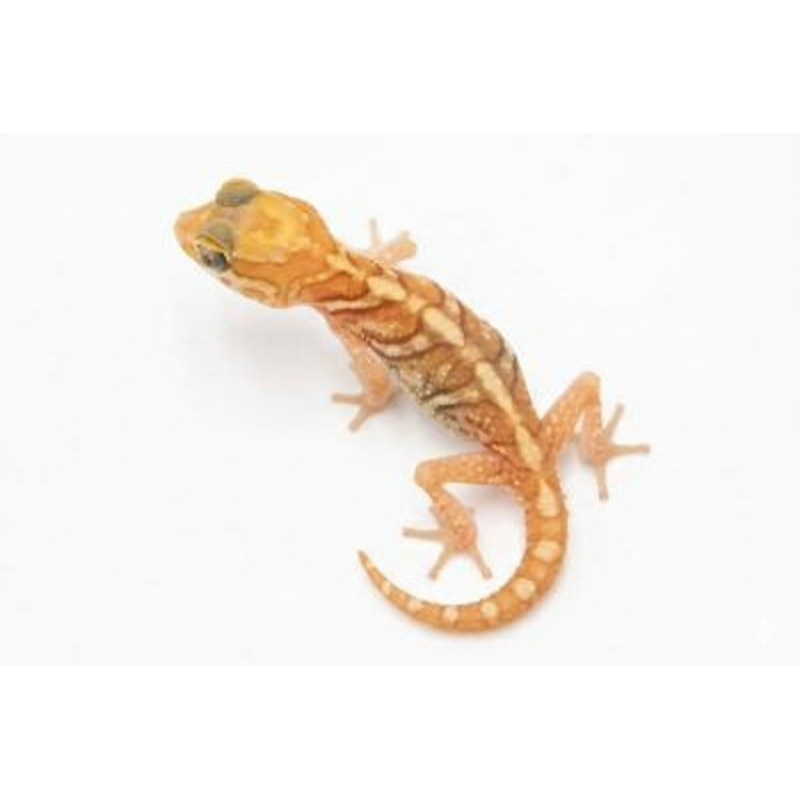 Commande gecko panthere amelanistic clair vente en ligne