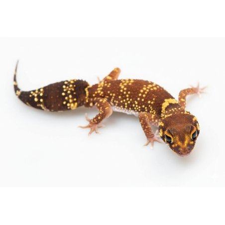 Achat gecko aboyeur australien underwoodisaurus vente