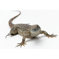 Achat en ligne ctenosaure banana ctenosaura pectinata