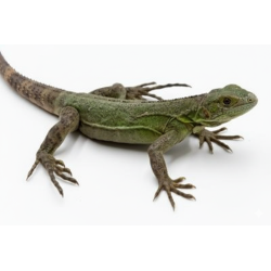 Achat ctenosaura pectinata blue commande en ligne