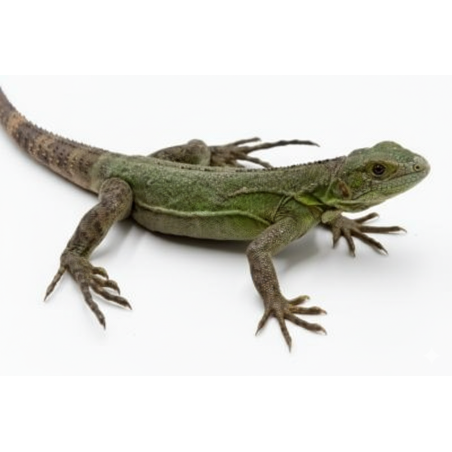 Achat ctenosaura pectinata blue commande en ligne