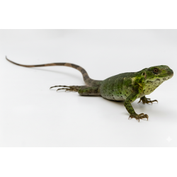 Vente cténosaure piebald ctenosaura pectinata achat en ligne