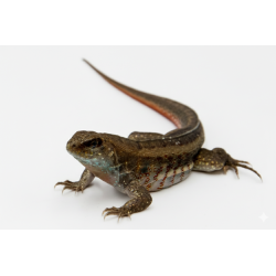 Leiocephalus schreibersii NC vente en ligne lézard actif