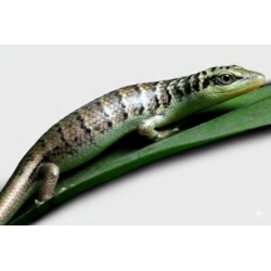 Dasia olivacea scinque asiatique pas cher en vente