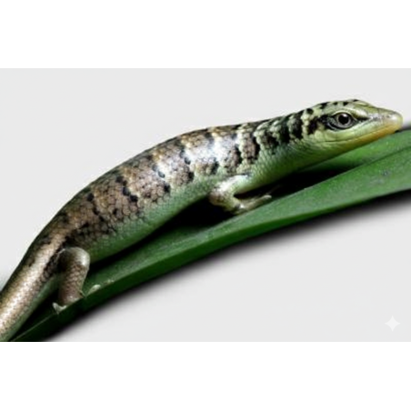 Dasia olivacea scinque asiatique pas cher en vente