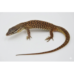 Achat varan a queue épineuse Varanus Acanthurus