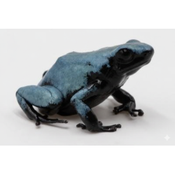 Dendrobate Galactonotus NC 2024 achat grenouille tropicale