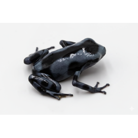 Dendrobate auratus Blue Black en vente grenouille tropicale