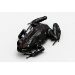 Dendrobate auratus Camouflage grenouille tropicale en vente