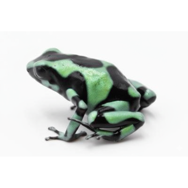 Dendrobate auratus Costa Rica grenouille tropicale à vendre