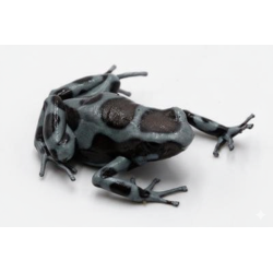 Dendrobate Panama spécial vente grenouille tropicale active