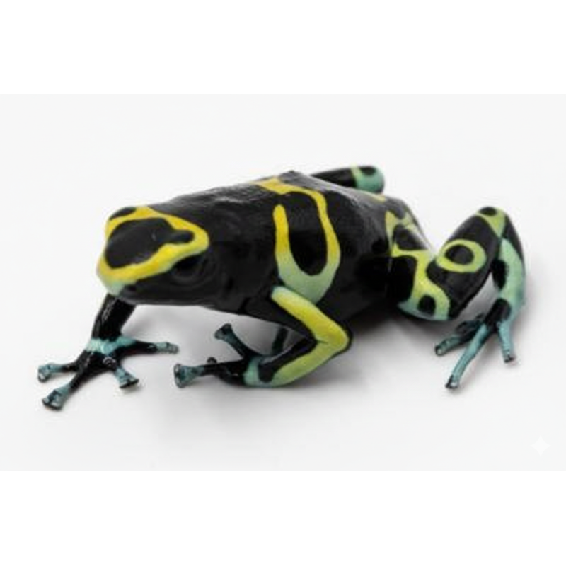 Dendrobate leucomelas Cerro Autana vente grenouille tropicale