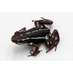 Epipedobates anthonyi Buena Esperanza grenouille tropicale