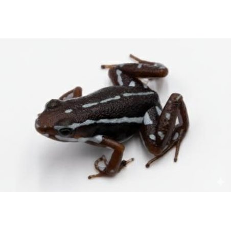 Epipedobates anthonyi Buena Esperanza grenouille tropicale