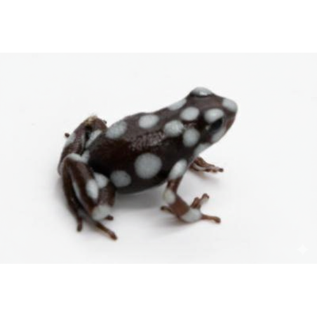 Excidobates mysteriosus en vente, Dendrobate rare et tropicale