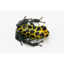 Ranitomeya imitator “Tarapoto”,  Dendrobate expressive à vendre