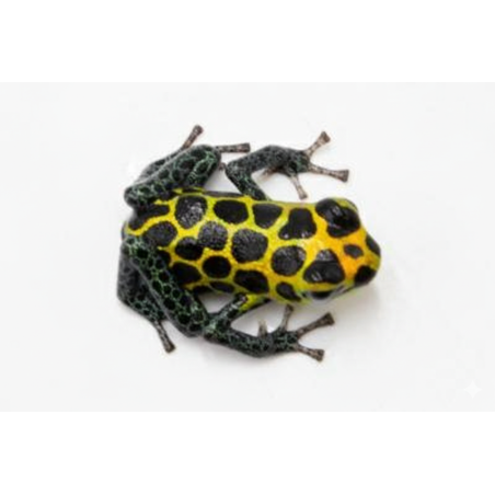 Ranitomeya imitator “Tarapoto”,  Dendrobate expressive à vendre