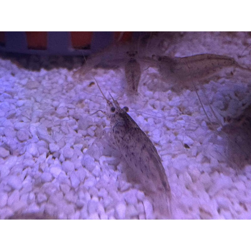 Achat en ligne crevette Amano Caridina japonica algues
