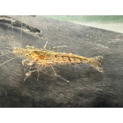 Vente crevette Neocaridina Tiger motif tigré naturel