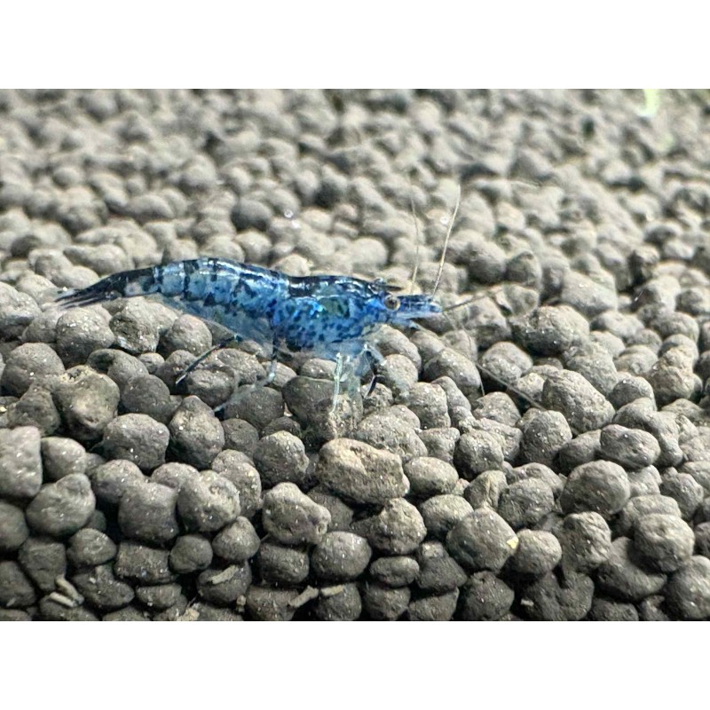 Achat crevette Neocaridina Blue Cherry bleu soutenu