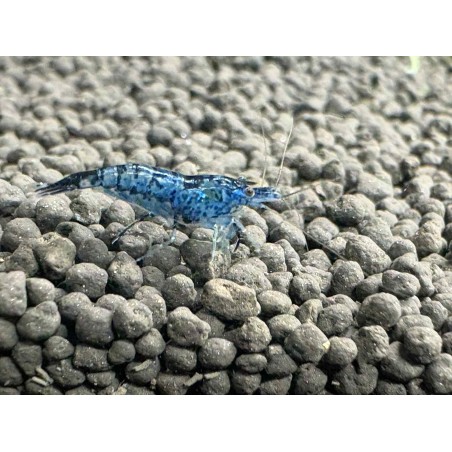 Achat crevette Neocaridina Blue Cherry bleu soutenu