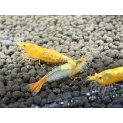 Vente en ligne crevette Neocaridina Orange orange vif