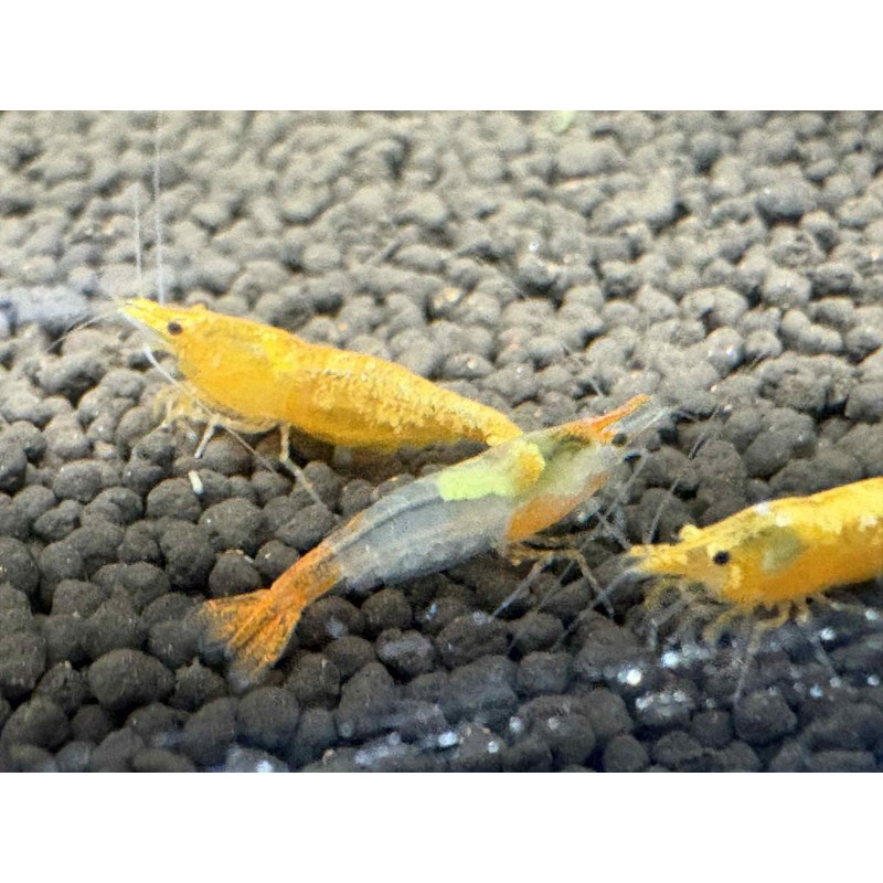 Vente en ligne crevette Neocaridina Orange orange vif