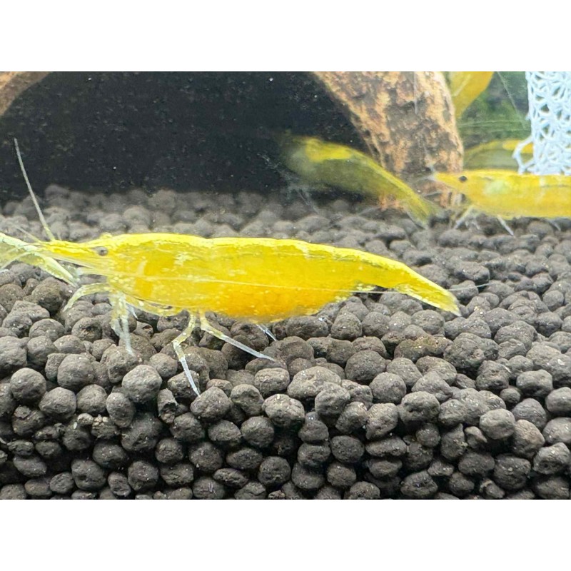Commande crevette Neocaridina Yellow Fire jaune intense