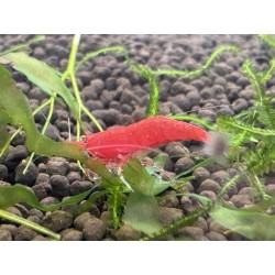 Achat en ligne crevette Red Fire rouge intense pas cher