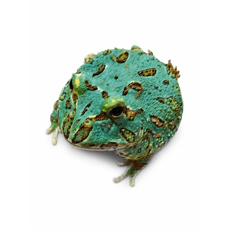 Ceratophrys cranwelli - blue samourai
