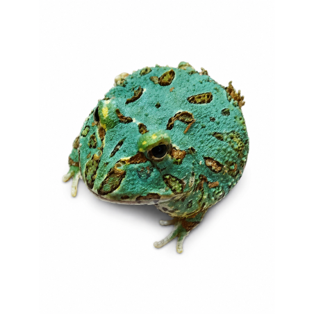 Ceratophrys cranwelli - blue samourai