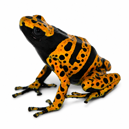 Dendrobates Leucomelas - Dendrobate jaune et noir "Bolivar"