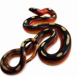 Achat en ligne faux corail Honduras Lampropeltis hondurensis