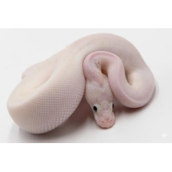Python royal Python regius mutation Ivory Bumblebee né en captivité